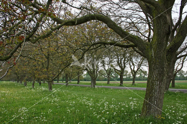 Walnut (Juglans)