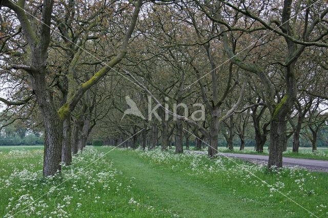 Walnut (Juglans)