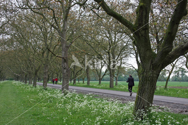 Walnut (Juglans)