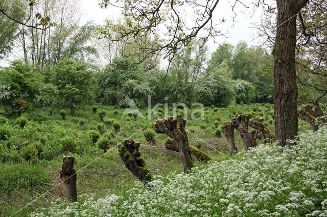 Walnoot (Juglans)