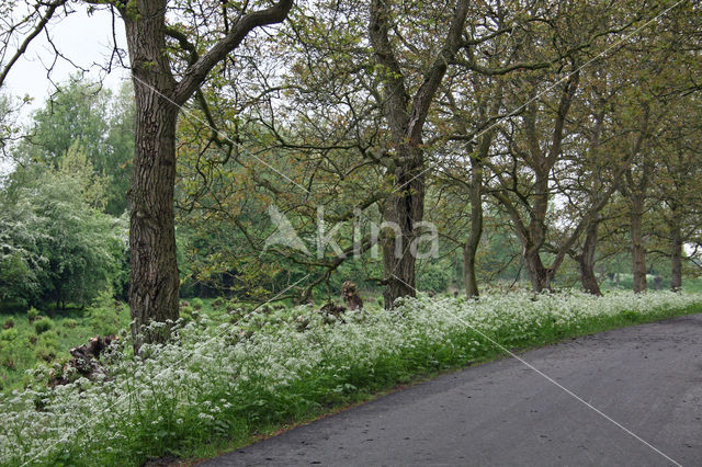 Walnut (Juglans)