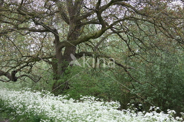 Walnut (Juglans)