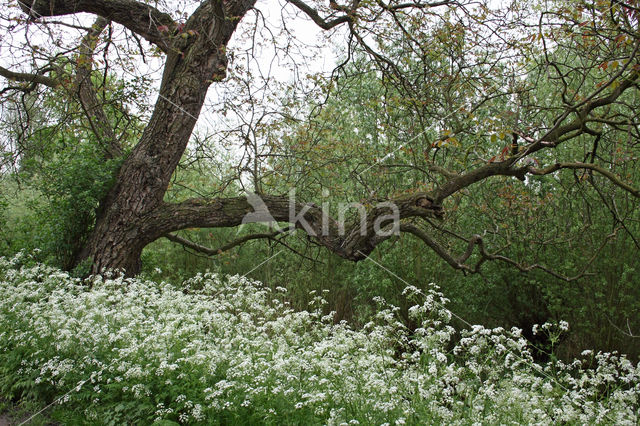 Walnoot (Juglans)