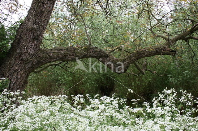 Walnut (Juglans)