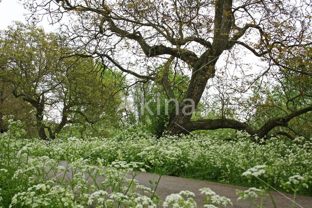 Walnut (Juglans)