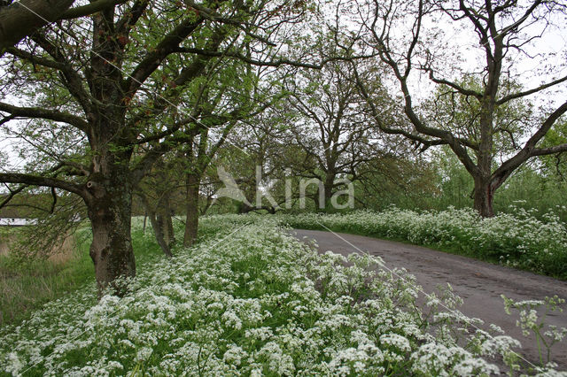 Walnoot (Juglans)