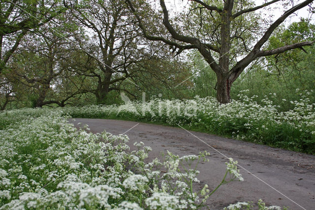 Walnoot (Juglans)