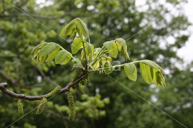 Walnut (Juglans)