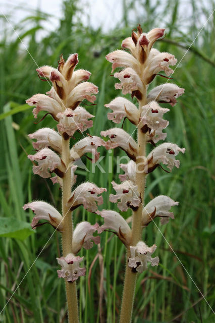 Bedstraw Broomrape (Orobanche caryophyllacea)