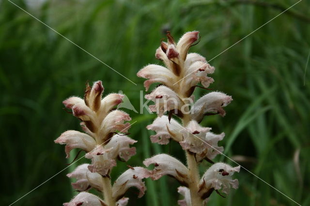 Bedstraw Broomrape (Orobanche caryophyllacea)