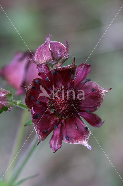 Marsh Cinquefoil (Potentilla palustris)