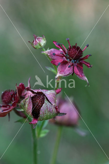 Marsh Cinquefoil (Potentilla palustris)