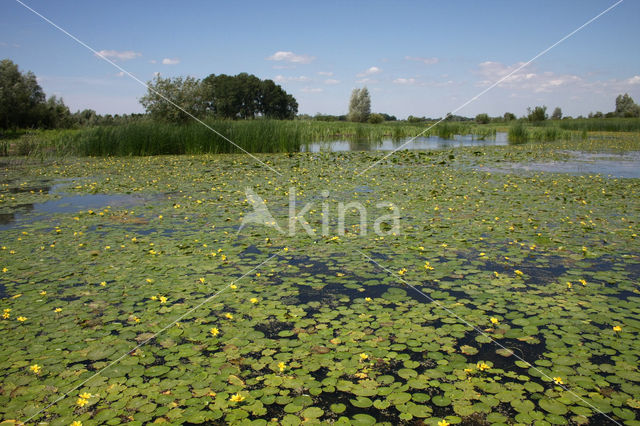 Watergentiaan (Nymphoides peltata)