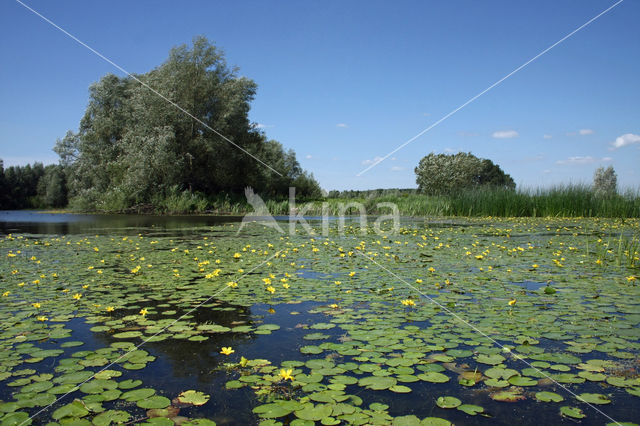 Watergentiaan (Nymphoides peltata)