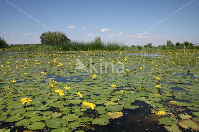 Watergentiaan (Nymphoides peltata)