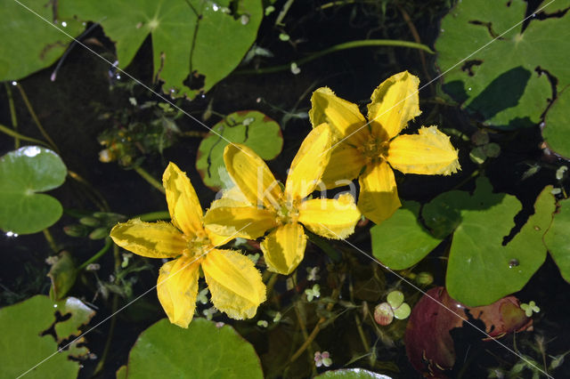 Watergentiaan (Nymphoides peltata)