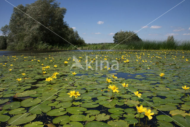 Watergentiaan (Nymphoides peltata)