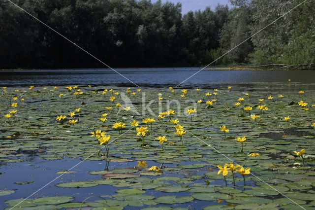 Watergentiaan (Nymphoides peltata)