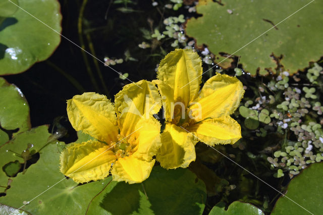 Fringed Waterlily (Nymphoides peltata)