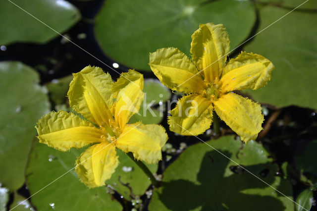 Fringed Waterlily (Nymphoides peltata)