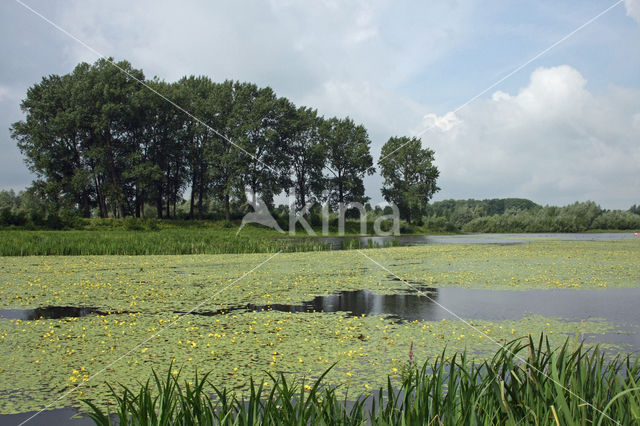 Watergentiaan (Nymphoides peltata)