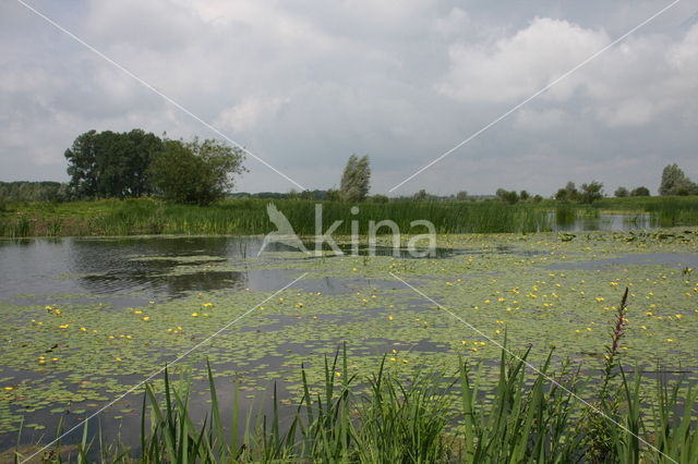 Watergentiaan (Nymphoides peltata)