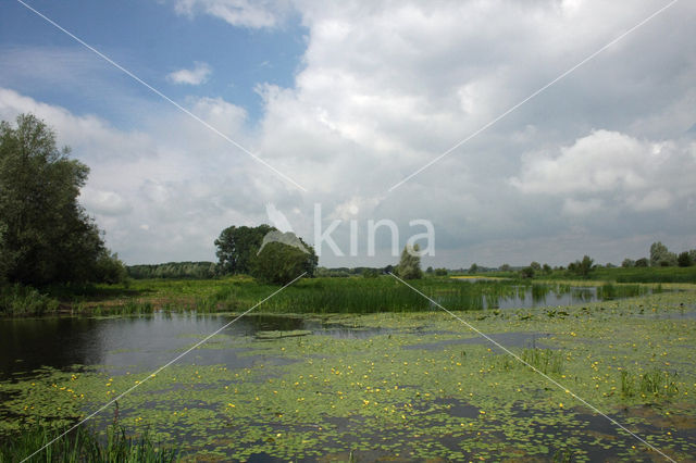 Fringed Waterlily (Nymphoides peltata)