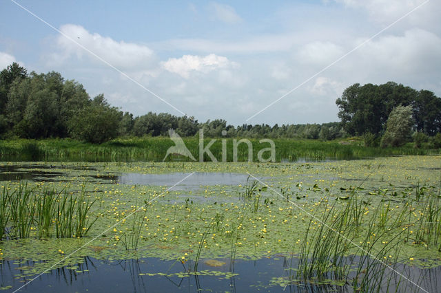 Watergentiaan (Nymphoides peltata)