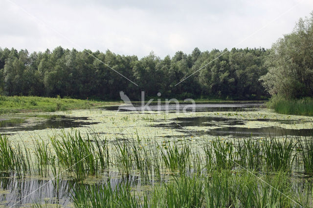 Watergentiaan (Nymphoides peltata)