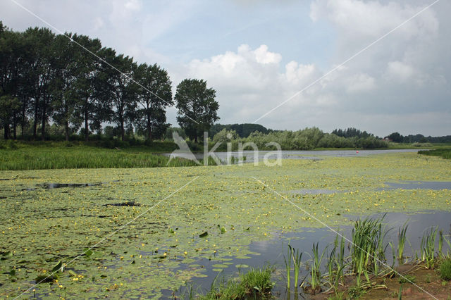 Fringed Waterlily (Nymphoides peltata)