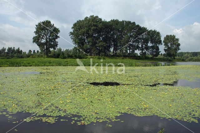 Watergentiaan (Nymphoides peltata)