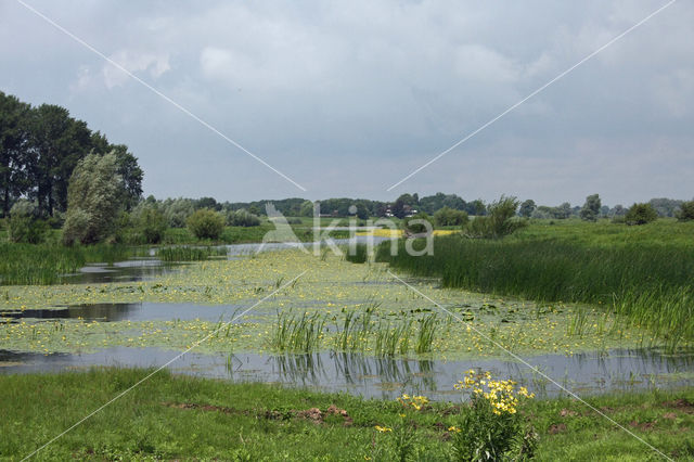 Fringed Waterlily (Nymphoides peltata)