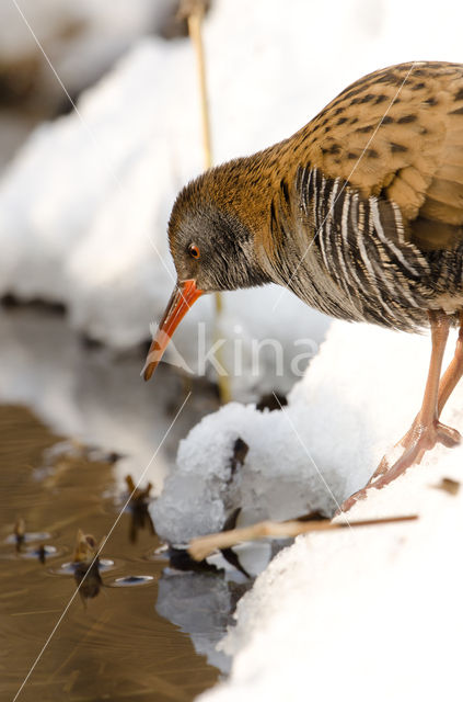 Waterral (Rallus aquaticus)