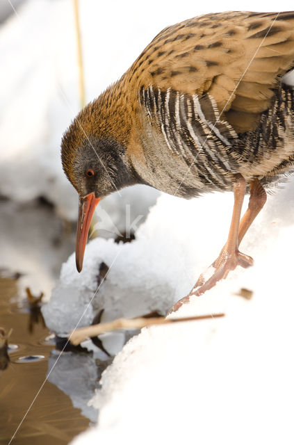 Waterrail (Rallus aquaticus)