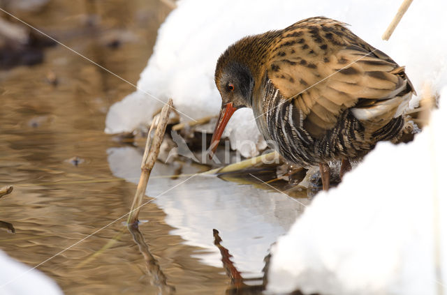 Waterrail (Rallus aquaticus)