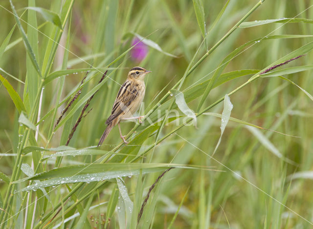 Aquatic Warbler (Acrocephalus paludicola)