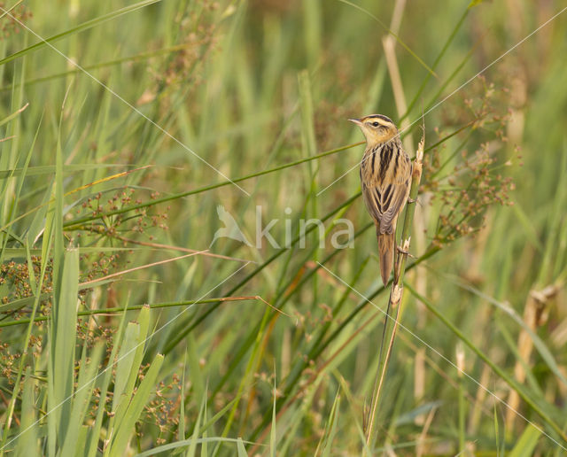 Aquatic Warbler (Acrocephalus paludicola)