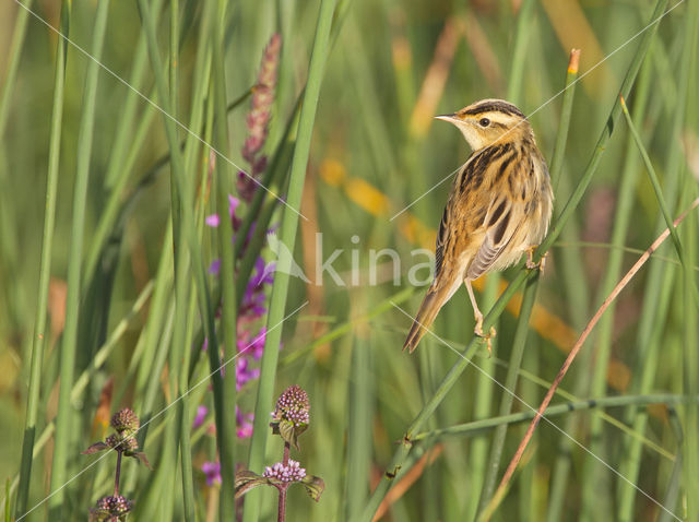 Aquatic Warbler (Acrocephalus paludicola)