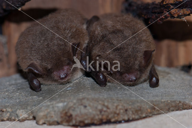 Watervleermuis (Myotis daubentonii)