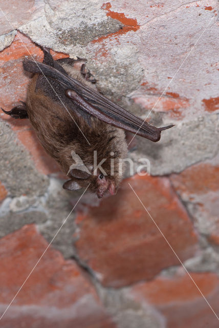 Watervleermuis (Myotis daubentonii)