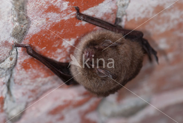 Watervleermuis (Myotis daubentonii)