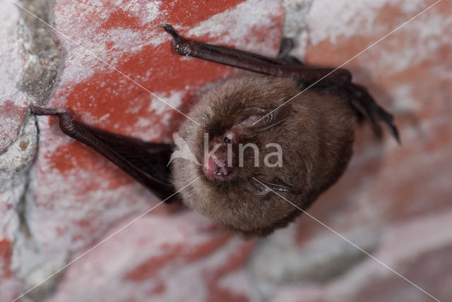 Watervleermuis (Myotis daubentonii)