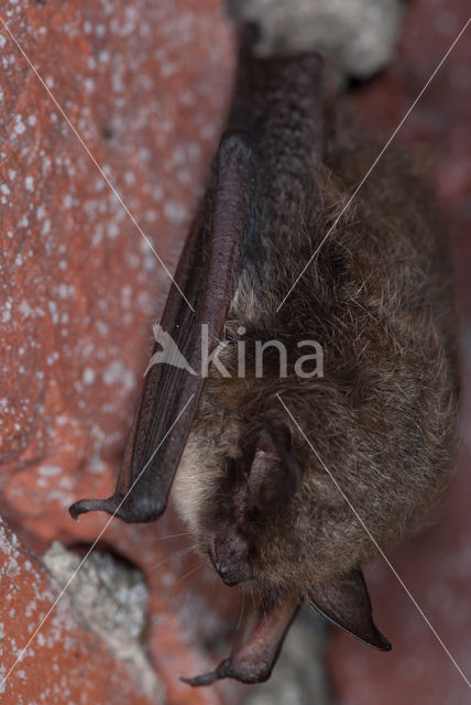 Watervleermuis (Myotis daubentonii)