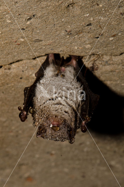 Watervleermuis (Myotis daubentonii)