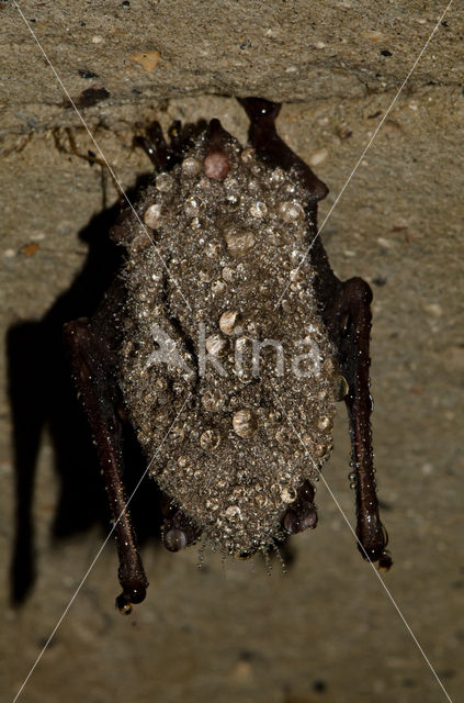 Watervleermuis (Myotis daubentonii)