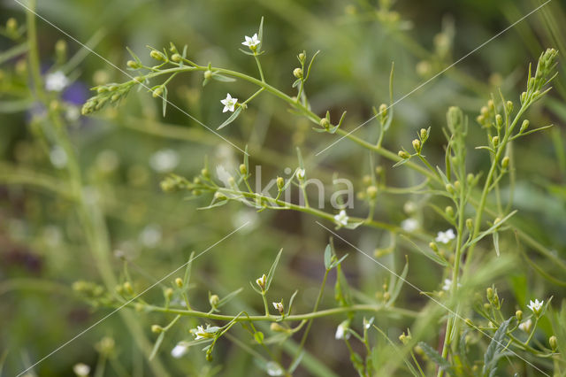 Meadow Bastard Toadflax (Thesium pyrenaicum)