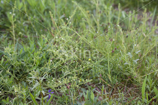 Weidebergvlas (Thesium pyrenaicum)