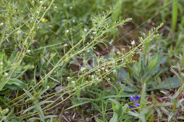 Meadow Bastard Toadflax (Thesium pyrenaicum)