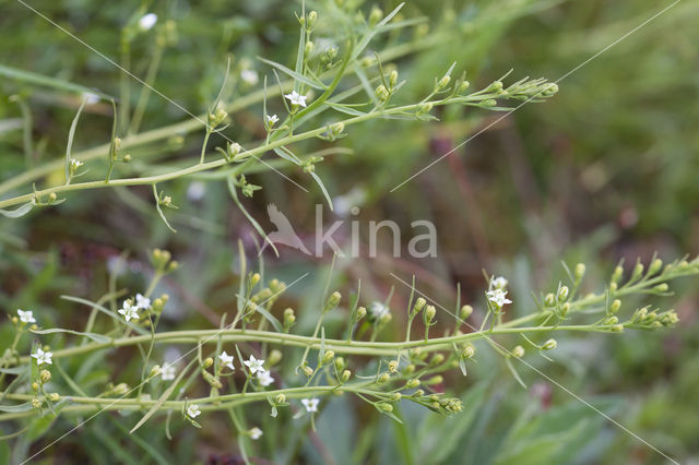 Meadow Bastard Toadflax (Thesium pyrenaicum)