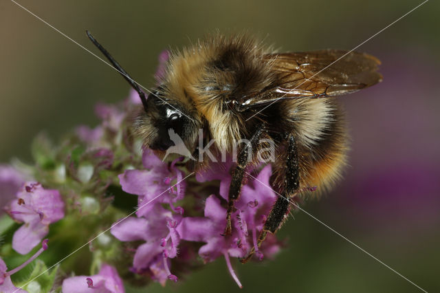 Weidehommel (Bombus pratorum)